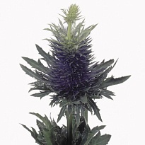 Эрингиум Supernova Questar дл.70 10шт