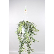 Хедера Вайт Вандер ханг d23 h90 1шт