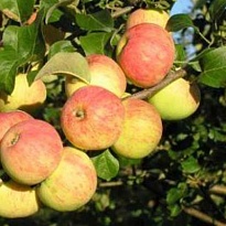 Яблоня Ермаковское (ОКС) 1шт