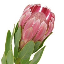 Протея Carnival 1шт