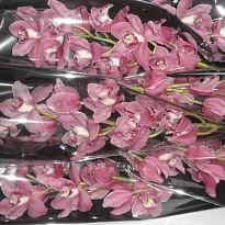 Орхидея Cymbidium Pink May Monique дл.60 *9 1шт