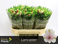 Альстромерия Lancaster 10шт