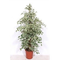 Фикус Твайлайт d27 h150 1шт