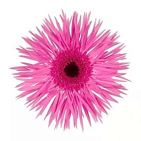 Гербера Gerspider Naomi 50 шт