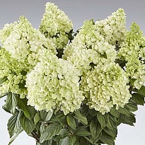 Гортензия метельчатая Панорама/Цв.Кор