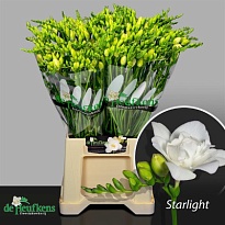 Фрезия Starlight 10шт