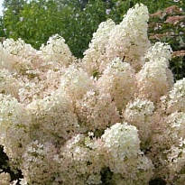 Гортензия (Hydrangea) метельчатая Бобо d9 h30-40 18шт