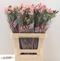 Гвоздика кустовая Miss Bella 10шт