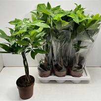 Пахира Твист стем d17 h80 6шт