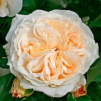 Роза Космос флорибунда/Цв.Кор