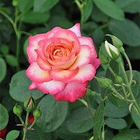Роза Рина Херхолд чайно-гибридная/Цв.Кор