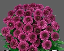 Хризантема кустовая Pomavera 5шт