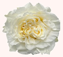 Роза Qualisa Creamykiss дл.60 25шт