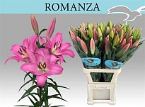 Лилия Ot Romanza 5+ 10шт