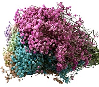 Гипсофила Крашеная Микс (К) дл.70 1уп