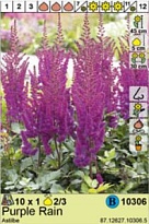 Астильба Пурпл Рейн 2/3 1шт*