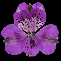 Альстромерия Bella Rosa S.a. Xanadu Purple дл.60 10шт