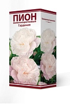 Пион молочноцветковый Гардения 2/3 1шт