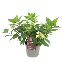 Гортензия (Hydrangea) паник. Вильямс Ред d19 h45 3шт
