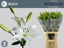 Лилия La Bach 10шт
