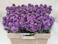 Маттиола Impala Lavender 10шт