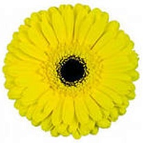 Гербера Don Leo 50 шт