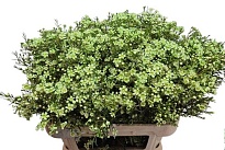 Хамелациум (Waxfl) Paint Light Green 5шт