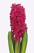 Гиацинт Amore 25 шт