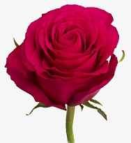 Роза Mahee Hot Spot дл.42 10шт