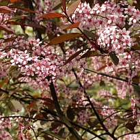 Черемуха обыкновенная Колората/Цв.Кор