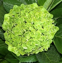 Гортензия Condor Andino Sas Green дл.PREMIUN 1шт