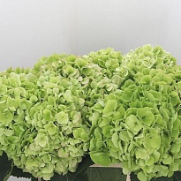 Гортензия White Verena Classic дл.80 d23-24 1шт