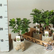 Фикус Микрокарпа Гинсенг (керамика) d11 h30 8шт