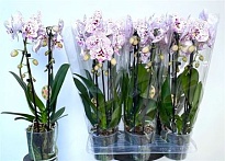 Орхидея Фален. Каскад Экспрешн 2 ст d12 h45 6шт