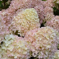 Гортензия (Hydrangea) метельчатая Вайт Лайт (У) 3л h50 1шт