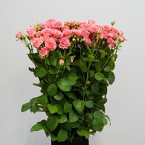 Роза кустовая Sylvana дл.50 10шт