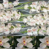 Орхидея Cymbidium Cascade дл.40 1шт 