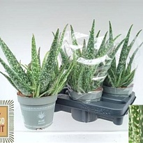 Алоэ Вера Тропикал Вайт d14 h40 4шт