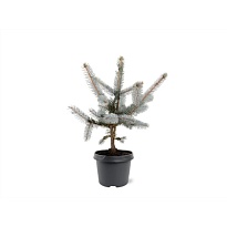 Ель (Picea) колючая Хупси d19 h35 1шт