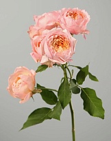 Роза куст. Tambuzi Juliet дл.53 12шт