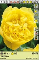 Пион Желтый 1/2 1шт*