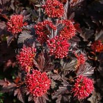 Пузыреплодник (Physocarpus) калинолист. Андре 2л h35-45 1шт