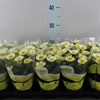 Хризантема Сплэш Мидоу d12 h20 10шт