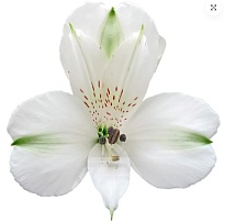 Альстромерия Tessa White Focus дл.60 10шт