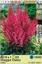 Астильба Мэгги Дэли 2/3 1шт*