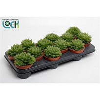 Хавортия Купери d10 h15 12шт