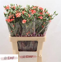 Гвоздика кустовая Orange Amelie 10шт