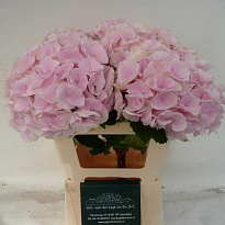 Гортензия Aphrodite дл.80 d20-22 1шт
