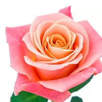 Роза Мисс Пигги одноголовая (МЦ) дл.50 20шт/уп