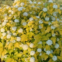 Пузыреплодник (Physocarpus) калинолист. Дартс Голд d9 h20-25 18шт